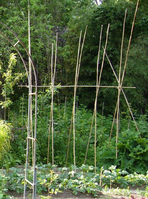 Tuteurs en BAMBOUS, Tuin en Terras, Planten | Tuinplanten, Vaste plant, Siergrassen, Volle zon, Bloeit niet, Ophalen