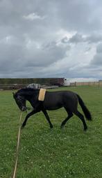 D pony te koop, Dieren en Toebehoren, Ruin, Springpony, 3 tot 6 jaar, Gechipt