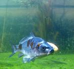 Kleine Koi te koop (ongeveer 15cm), Dieren en Toebehoren, Karper of Koi
