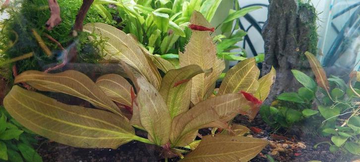 Crevettes Neocaridina rouges – Adultes, Animaux & Accessoires, Poissons | Poissons d'aquarium, Poisson d'eau douce