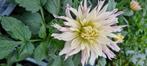 Dahlia knollen, Verzenden, Voorjaar, Halfschaduw, Knol