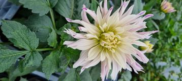 Dahlia knollen beschikbaar voor biedingen