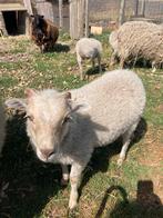 bokje Ouessant, Dieren en Toebehoren, Schapen, Geiten en Varkens, Mannelijk, Schaap, 0 tot 2 jaar