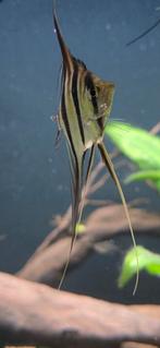 Altum orinoco red Simon Forkel