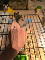 Jonge goudhamsters, Dieren en Toebehoren, Juni, Meerdere dieren, Hamster