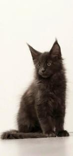 Maine Coon Kittens Blue HK nummer: 20108608, Dieren en Toebehoren, Ophalen of Verzenden