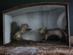 Taxidermie Britse grijze eekhoorns Victoriaans, Ophalen