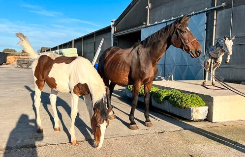 Fokmerrie met bont veulen, Animaux & Accessoires, Chevaux, Jument