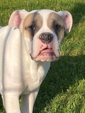 Bulldog reu (old english) beschikbaar voor biedingen