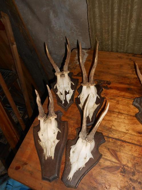 reeëngeweitjes op plank, Verzamelen, Dierenverzamelingen, Gebruikt, Gewei of Kop, Wild dier, Ophalen of Verzenden