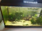 Guppys guppies vissen, Vis, Zoetwatervis