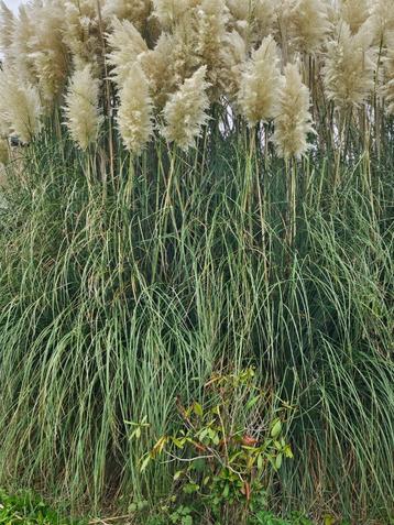 Tige de Plumeau  beschikbaar voor biedingen