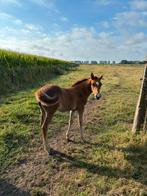 D-pony veulens, Dieren en Toebehoren, Paarden, Springpaard, Gechipt, Niet van toepassing, 0 tot 2 jaar