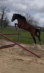 Super braaf paard, Dieren en Toebehoren, Ruin, Niet van toepassing, 11 jaar of ouder, Gechipt