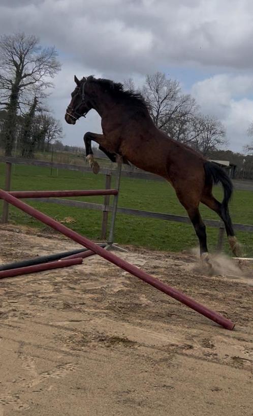 Super braaf paard, Dieren en Toebehoren, Paarden, Ruin, Niet van toepassing, 165 tot 170 cm, 11 jaar of ouder, Recreatiepaard