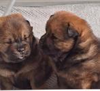 chow chow pups, Dieren en Toebehoren, Honden | Poolhonden, Keeshonden en Oertypen, België, Fokker | Hobbymatig, Overige rassen