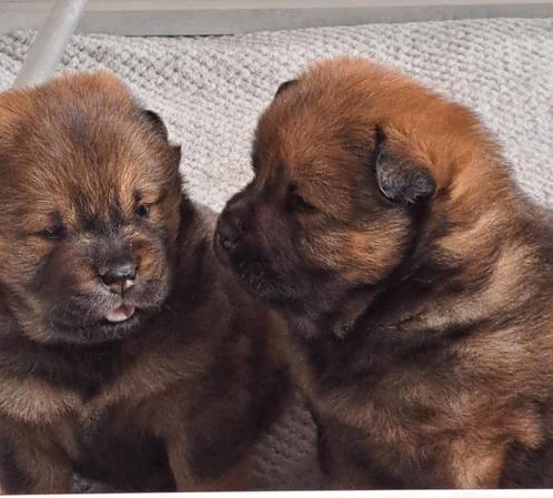 chow chow pups, Dieren en Toebehoren, Honden | Poolhonden, Keeshonden en Oertypen, Overige rassen, Fokker | Hobbymatig, Meerdere