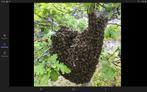 Récupération essaim d abeilles gratuitement, Dieren en Toebehoren, Dierenvoeding, Overige soorten, Ophalen