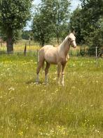 Palomino jaarling ruin KREM xMC JONAS xKANNAN, Dieren en Toebehoren, Paarden, Ruin