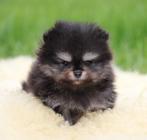 Pomeriaan pup 100% Raszuiver, België, Keeshond, Reu, CDV (hondenziekte)