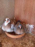2 jonge vleesduiven te koop, Meerdere dieren, Overige soorten