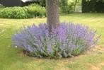 Nepeta  = bijenplant, Tuin en Terras, Volle zon, Vaste plant, Zomer, Ophalen