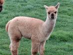 Alpaca hengst veulen, Dieren en Toebehoren, Overige Dieren, Mannelijk