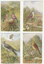 Lot 8 kaarten thema vogels in de natuur Salmon Sevenoaks, Verzamelen, Postkaarten | Dieren, Verzenden, Ongelopen, Vogel