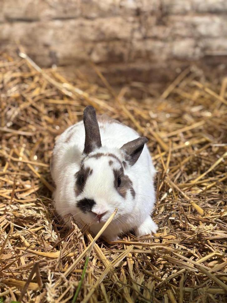 Dwergkonijn, Dieren en Toebehoren, Konijnen, Dwerg, Mannelijk, 0 tot 2 jaar