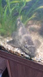 Juwell aquarium 180 liter, Dieren en Toebehoren