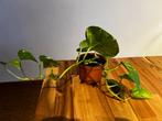 Dubbele hangplant, Huis en Inrichting, Kamerplanten, Ophalen, Overige soorten, Halfschaduw, Minder dan 100 cm