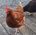 Leghennen, Dieren en Toebehoren, Pluimvee