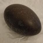uitgeblazen emoe ei, groot zwart, gespikkeld ei, Ophalen of Verzenden