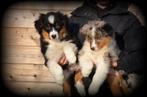 Australische Herder pups, Dieren en Toebehoren, Honden | Herdershonden en Veedrijvers, België, CDV (hondenziekte), 8 tot 15 weken