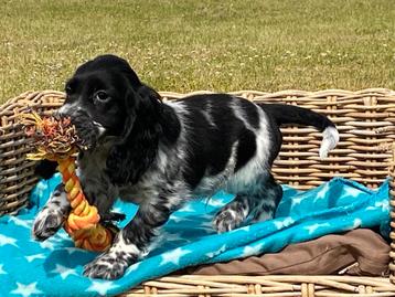 Engelse cocker spaniel beschikbaar voor biedingen