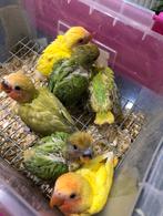 Baby handtamme dwergpapegaaien / agaporniden, Dieren en Toebehoren, Vogels | Parkieten en Papegaaien, Geslacht onbekend, Dwergpapegaai of Agapornis