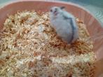 dwerghamstertjes 6 euro stuk, Dieren en Toebehoren, Hamster, Meerdere dieren, Tam, Oktober