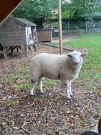 jonge rammen, Dieren en Toebehoren, Schapen, Geiten en Varkens, Mannelijk, Schaap, 0 tot 2 jaar