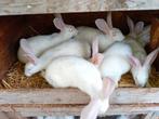 8 jonge vleeskonijnen, Dieren en Toebehoren, Konijnen