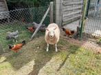 Jonge ooi, Vrouwelijk, Schaap, 0 tot 2 jaar