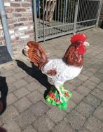 Haan, Dieren en Toebehoren, Pluimvee