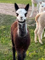 Alpaca veulens, Dieren en Toebehoren, Meerdere dieren