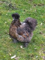 Koppel zijdehoen, zie beschrijving