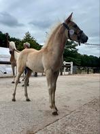 Jonge haflingers, Dieren en Toebehoren, Paarden, Gechipt, 0 tot 2 jaar