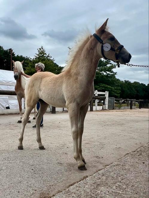Jonge haflingers, Dieren en Toebehoren, Paarden, 0 tot 2 jaar, Met stamboom, Gechipt, Ontwormd