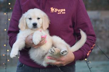 Golden retriever pups geboren in Belgie beschikbaar voor biedingen