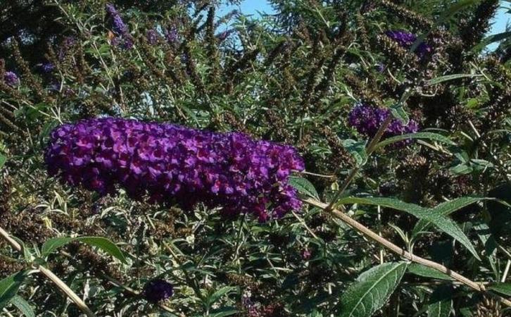 Vlinderstruik - Buddleja davidii 'Black Knight', Tuin en Terras, Planten | Tuinplanten, Ophalen