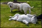 Golden Retriever pups, Dieren en Toebehoren, Golden retriever, België, CDV (hondenziekte), 8 tot 15 weken