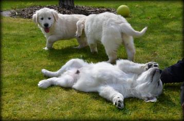 Golden Retriever pups beschikbaar voor biedingen