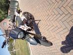 Straatlegaale pitbike, 50 cc, Orion, Ophalen, Pitbike